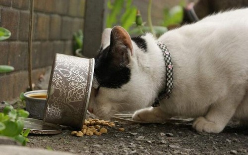養貓干貨：帶你看懂貓糧成分